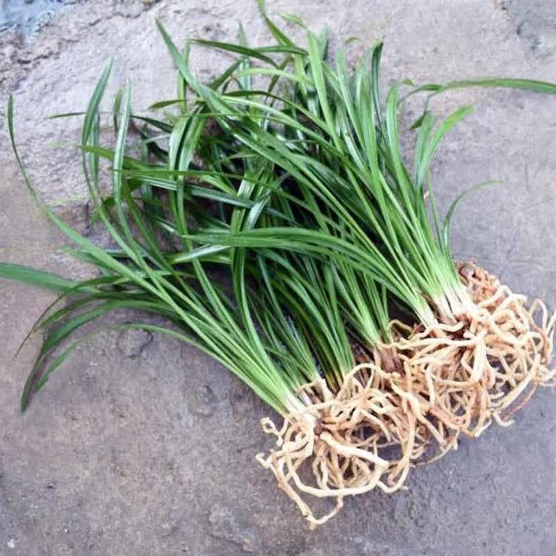 clcey兰花建兰铁骨素心带花苞耐寒四季兰开花浓香室内阳台绿植花卉