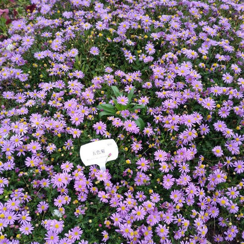 奔奥春播花种子五色菊种子景观绿化盆栽花卉种子草花种子观花种子