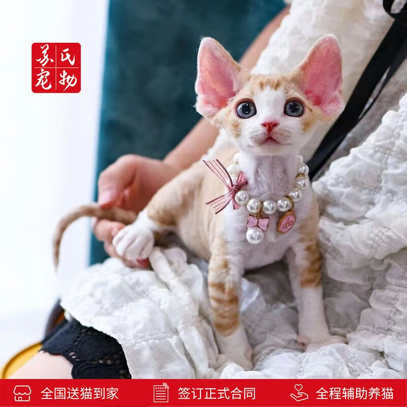 涴喵 苏氏德文卷毛猫幼猫宠物猫咪活体短毛猫纯种聪明不掉毛国王猫 德文卷毛猫双色【宠物级】使用感如何?