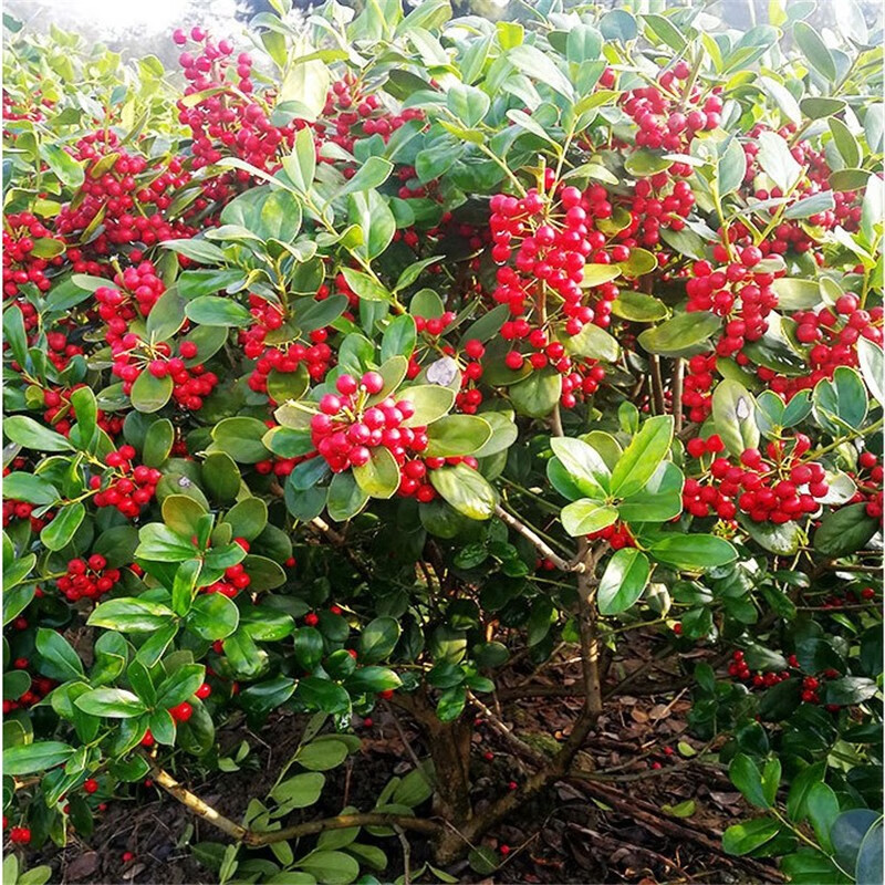 慕尔森无刺枸骨球景观树常青庭院植物金玉满堂造型老桩景观树盆景 无