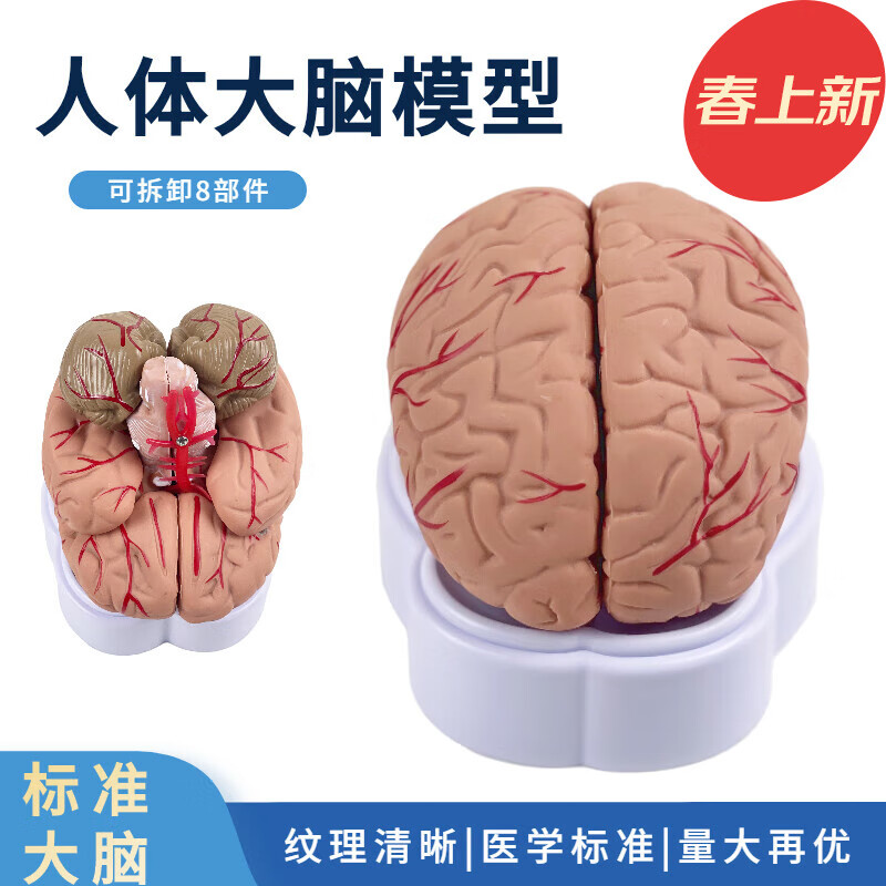 脑模型脑功能区域色分模型人体大脑解剖模型人脑动脉构造脑神经 自然