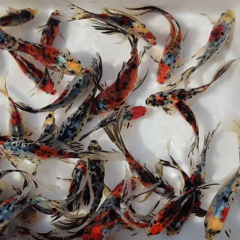 麦基乐观赏鱼五花鲫鱼花草金鱼好养耐活的鱼冷水鱼花色鱼新手鱼花锦