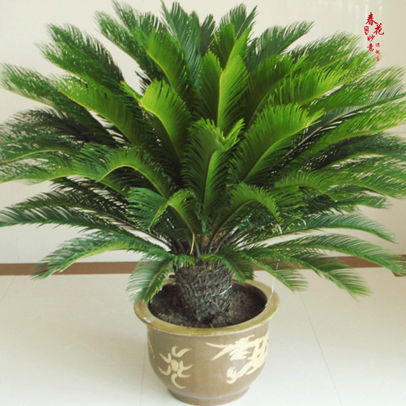 小大铁树铁树苗盆栽庭院室内花卉铁树盆景小苏铁四季常青 球径15-16