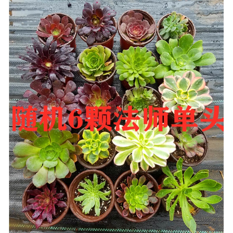 黑法师红覆轮花卉盆栽一物一拍巨型植物缀化 6颗法师单头随机不重复