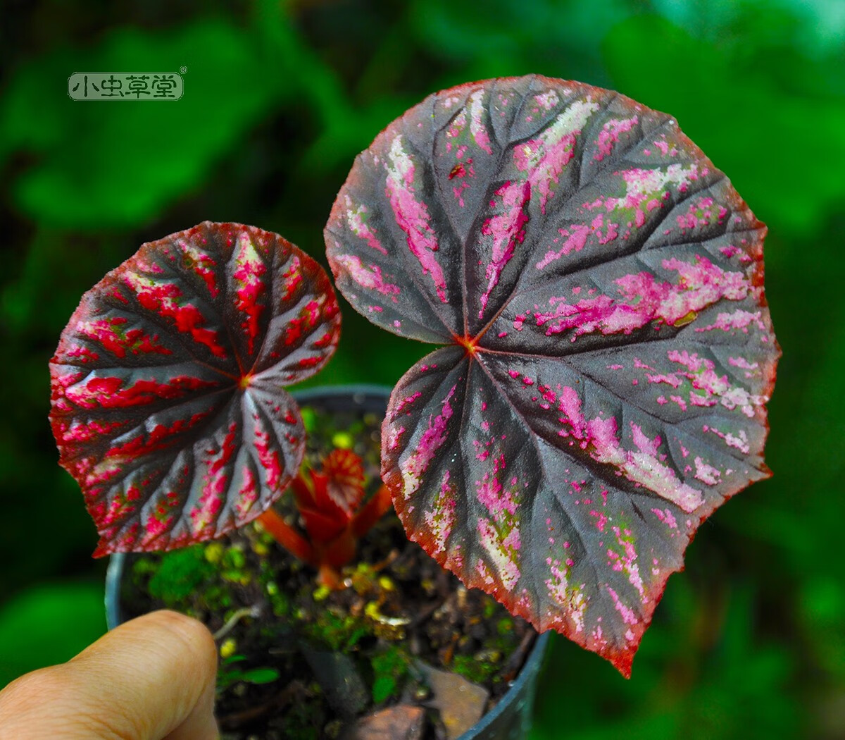 lzjv秋海棠盆栽黑骑士五彩蜗牛焰火室内观叶彩叶植物热带喜阴 糖果秋