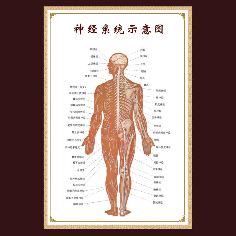 【新品】脊柱相关疾病示意图脊椎人体经络穴位图大挂图中医养生海报