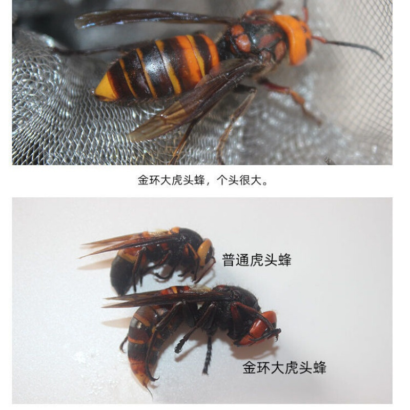 虎头蜂金环大马蜂胡蜂葫芦蜂黄蜂赛云南黑蜂活蜂现泡30只 80