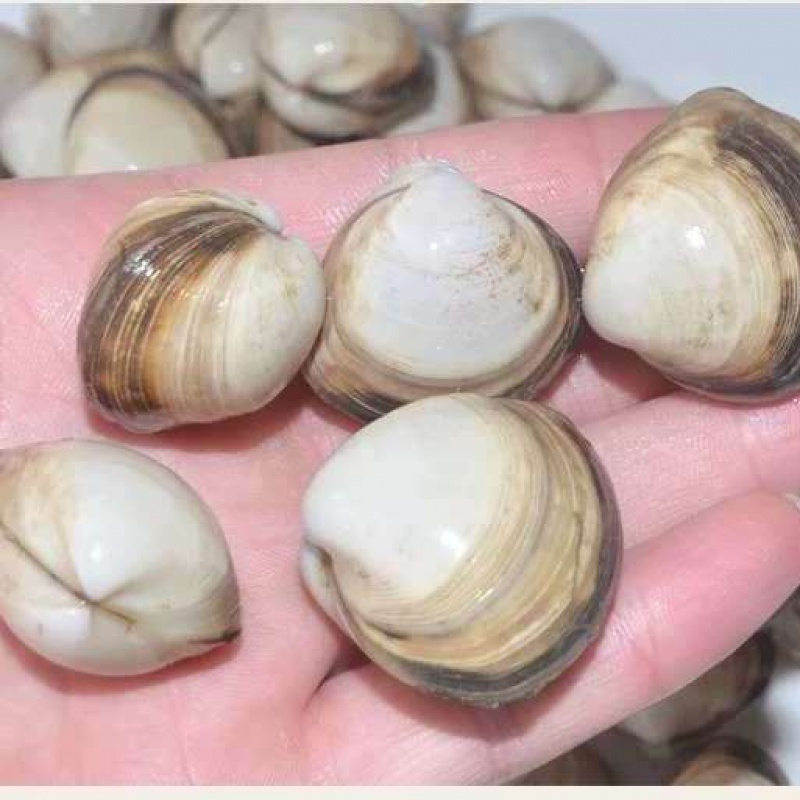 白贝 相关京东优惠商品 价格图片品牌优惠券 虎窝购