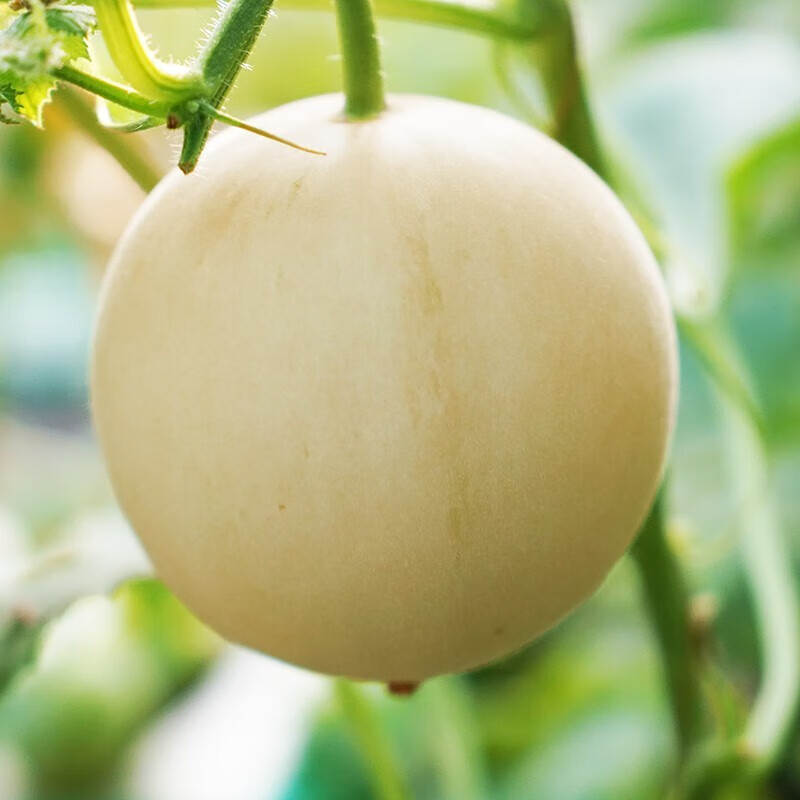 携宴陕西阎良香时令新鲜甜瓜 脆甜当季现摘水果 推荐5斤装4-6枚使用感如何?