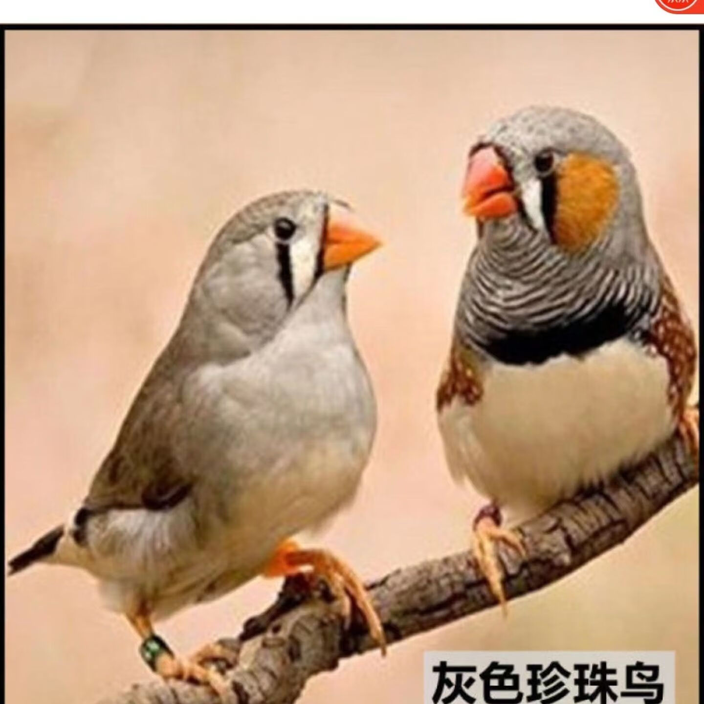 珍珠鸟活体宠物活体宠物小鸟灰白包健康驼色小鸟 灰珍珠【2个月10%人
