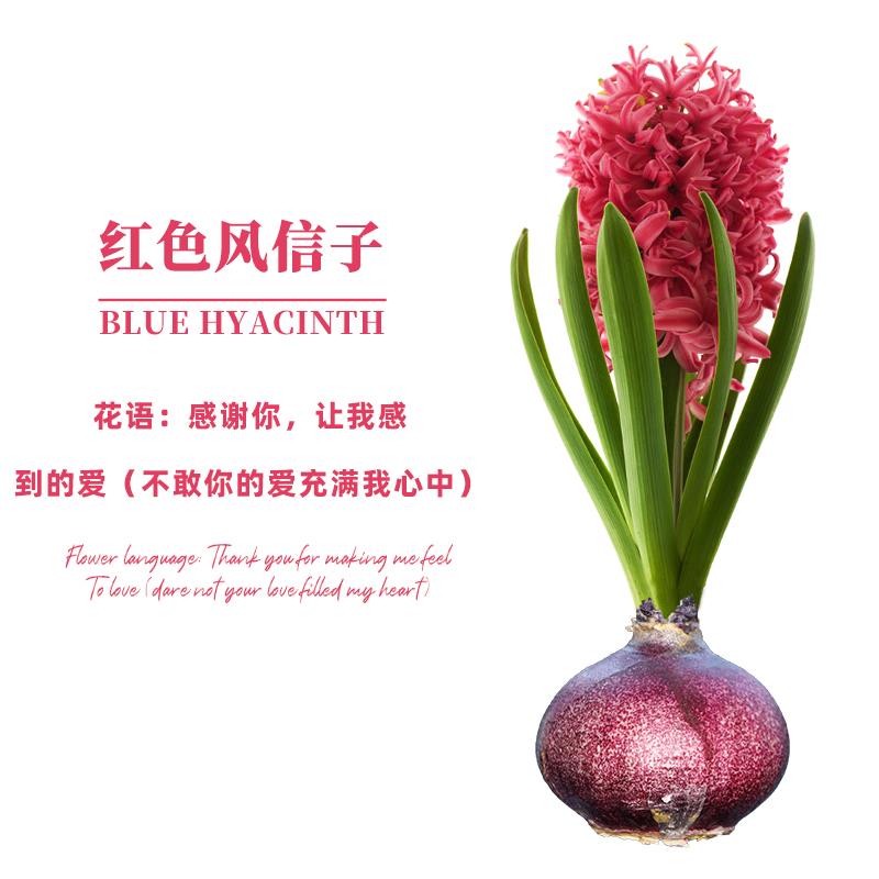 百萌红色风信子种球水培套装盆栽植物客厅室内花卉桌面观赏绿植物好养