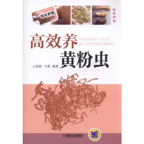 高效养黄粉虫