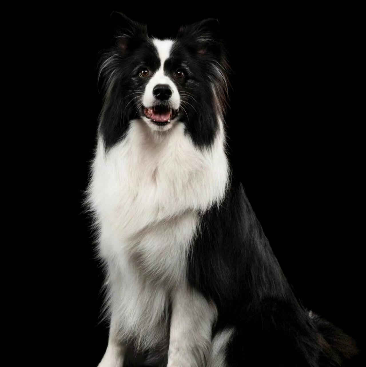 纯种边牧幼犬纯种陨石三色边境牧羊犬黑白花三通七白金色宠物狗活幼体