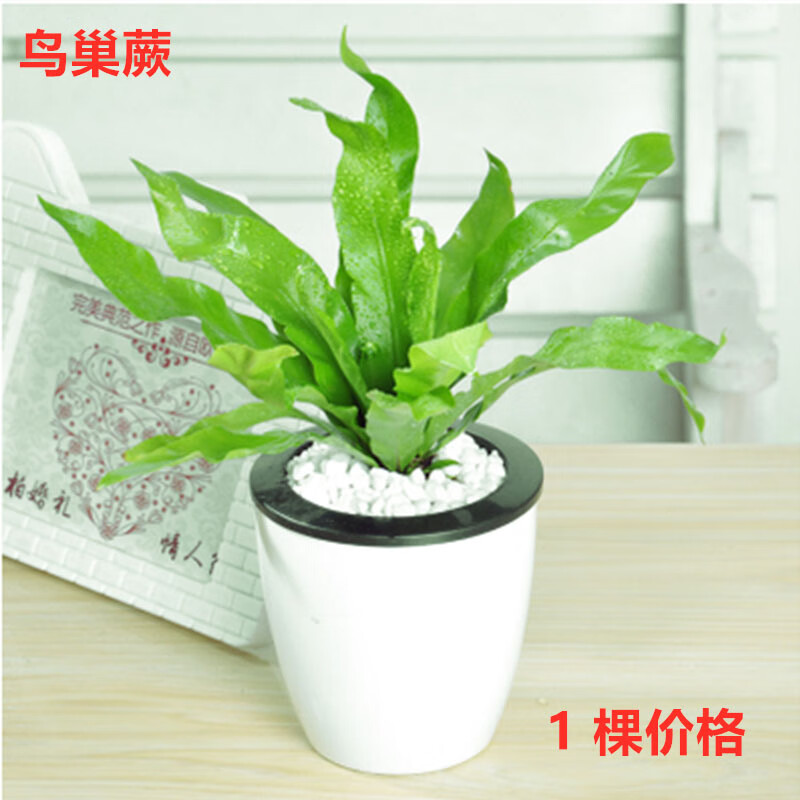 植物盆栽蕨类孢子绿植铁线蕨铁线蕨室内办公室狼尾蕨鸟 鸟巢蕨1盆 不