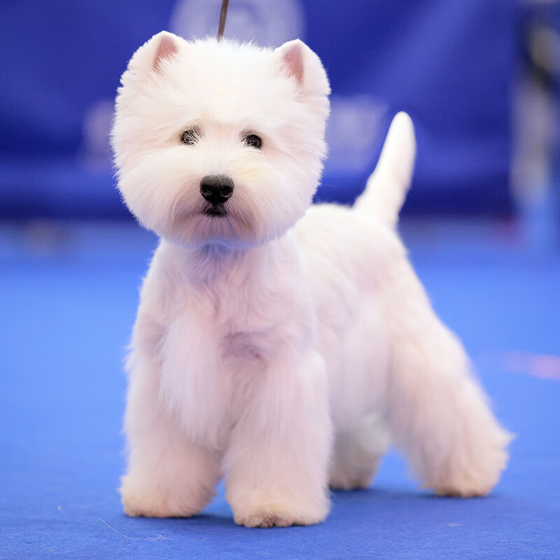 别恙宠北京纯种西高地幼犬西高地白梗赛级犬舍公母不掉毛 宠物级 公