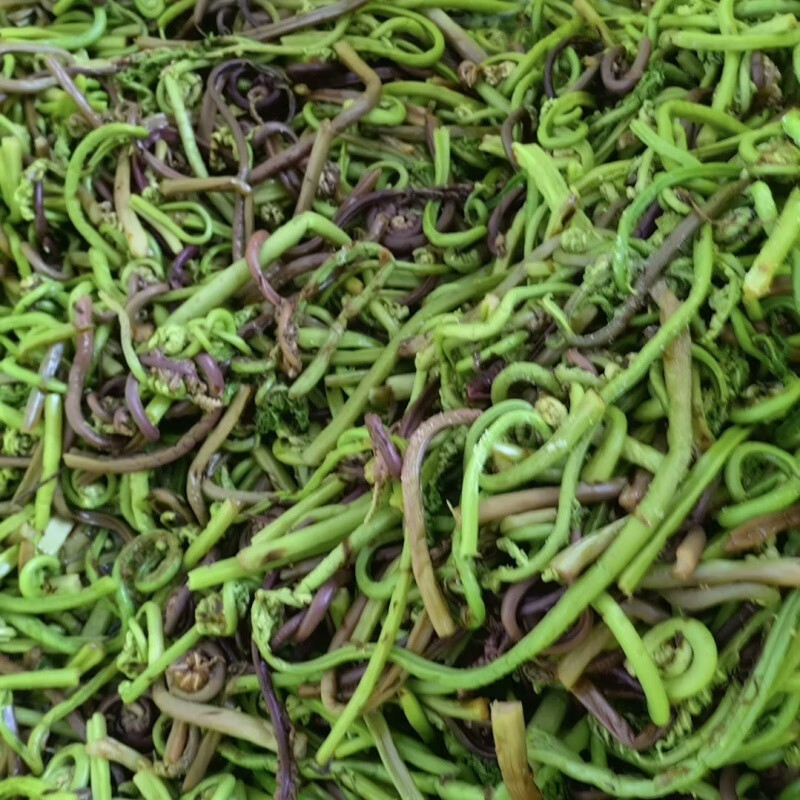 蕨菜新鲜保鲜袋装1袋新货山撅菜整箱 东北长白山蕨菜750克*1袋尝鲜