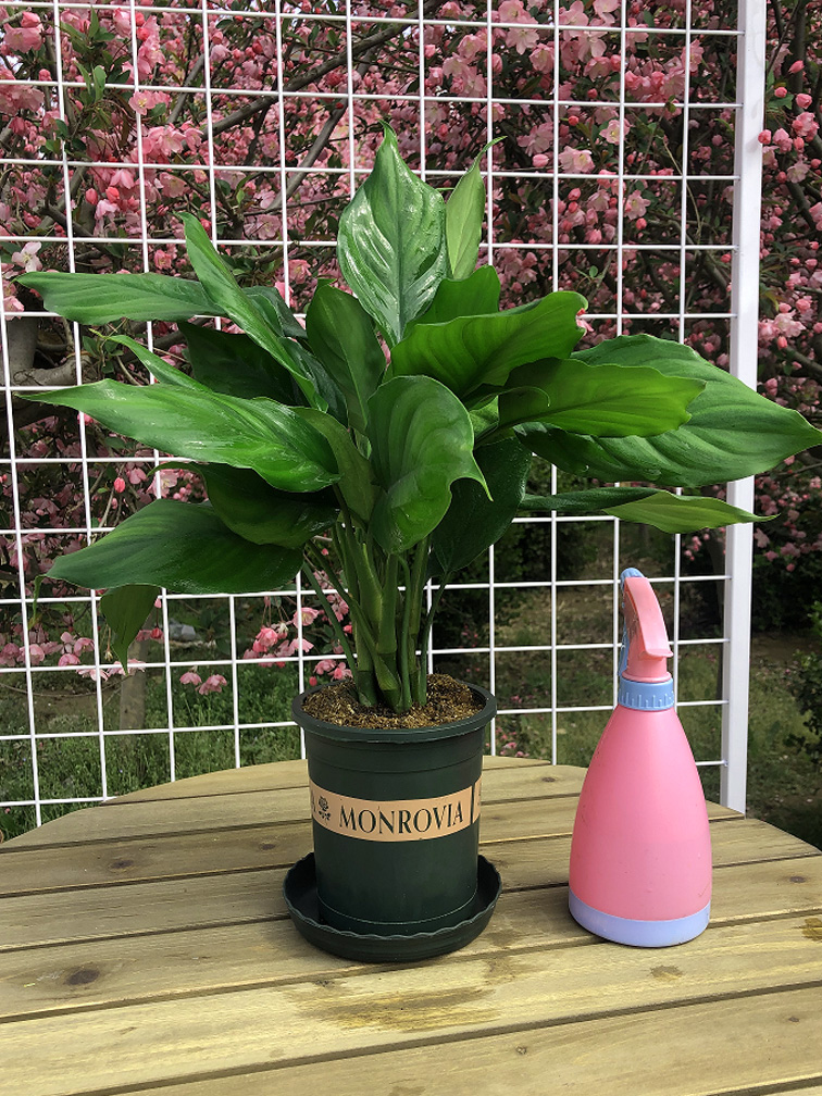 嘉岩嘉岩 万年青盆栽 花卉植物室内好养客厅大型四季常青绿植 万年青