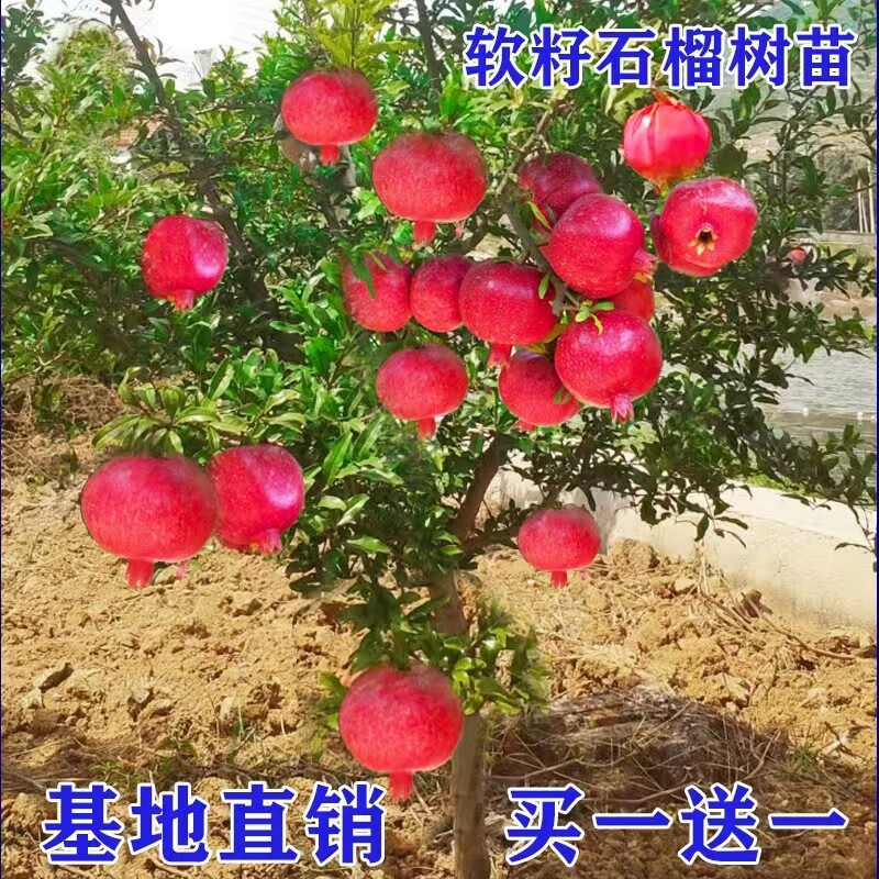 誉满园 石榴树苗果树苗庭院果树当年结果南方北方种植盆栽地栽当年