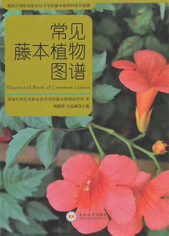 常见藤本植物图谱【正版图书,放心购买】