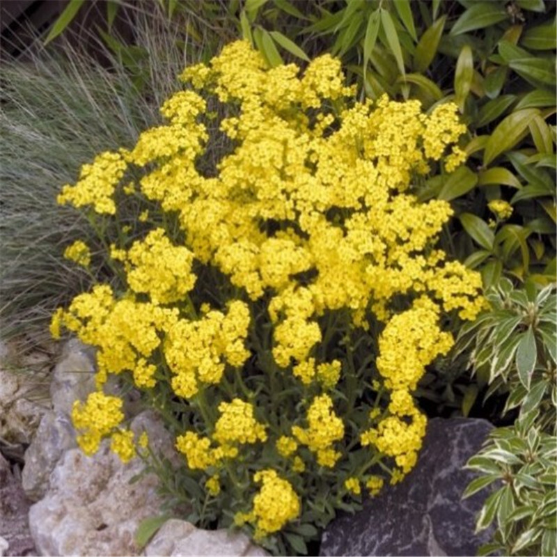 花乡古韵散装岩生庭芥种多年生宿根花种春秋播种园林绿化景观花卉花乡