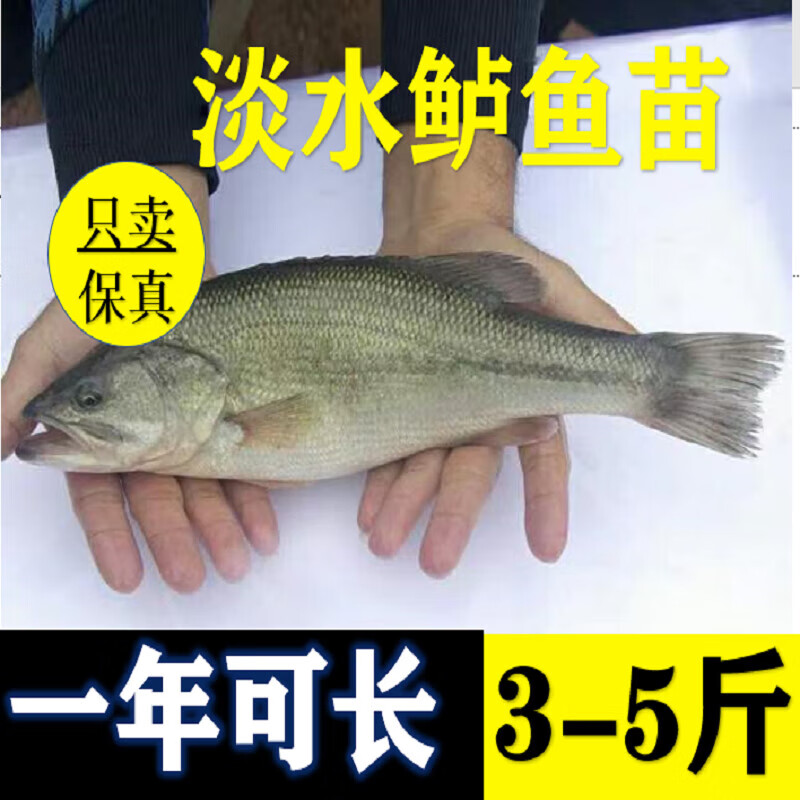 鲈鱼加州鲈鱼路亚大口黑鲈鱼冷水淡水养殖鱼 鲈鱼苗2-4厘米30条送20%