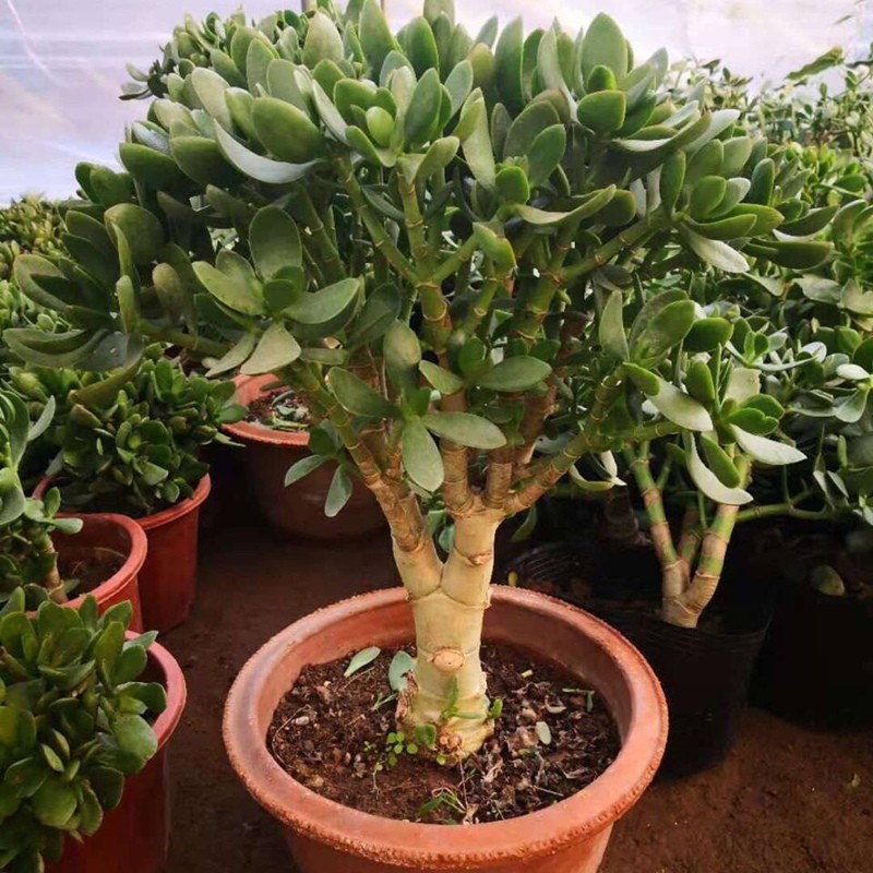 农民老史玉树盆栽室内大株植物大颗花卉燕盆栽 12年苗玉树 原土发货