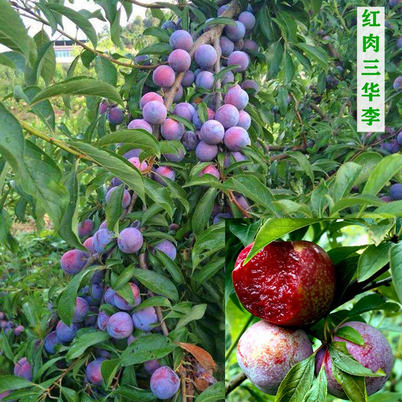 嫁接李子苗 三华李 蜂蜜李 西梅李南方北方种植 李子树苗 果树苗盆栽