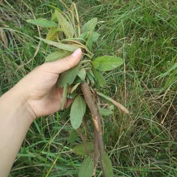 广西千斤拔 千斤力 一条根500g 一斤