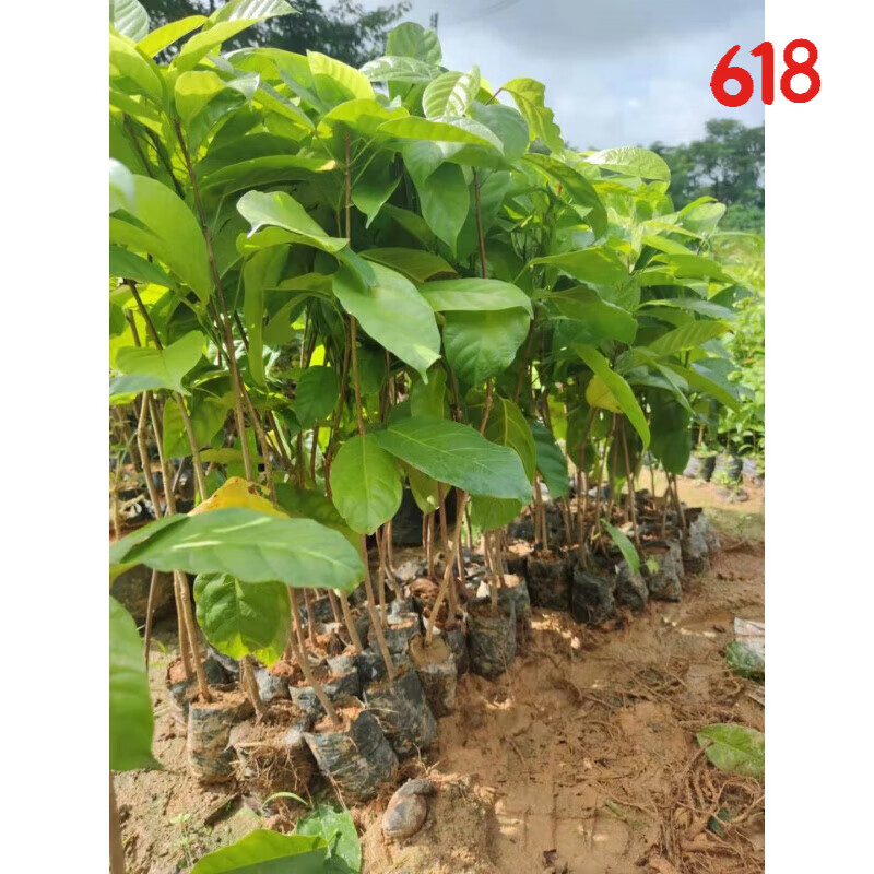 穆淳傲真萍婆凤眼果九层皮禄旺苗富贵子树苗适合庭院别墅带土杯带叶