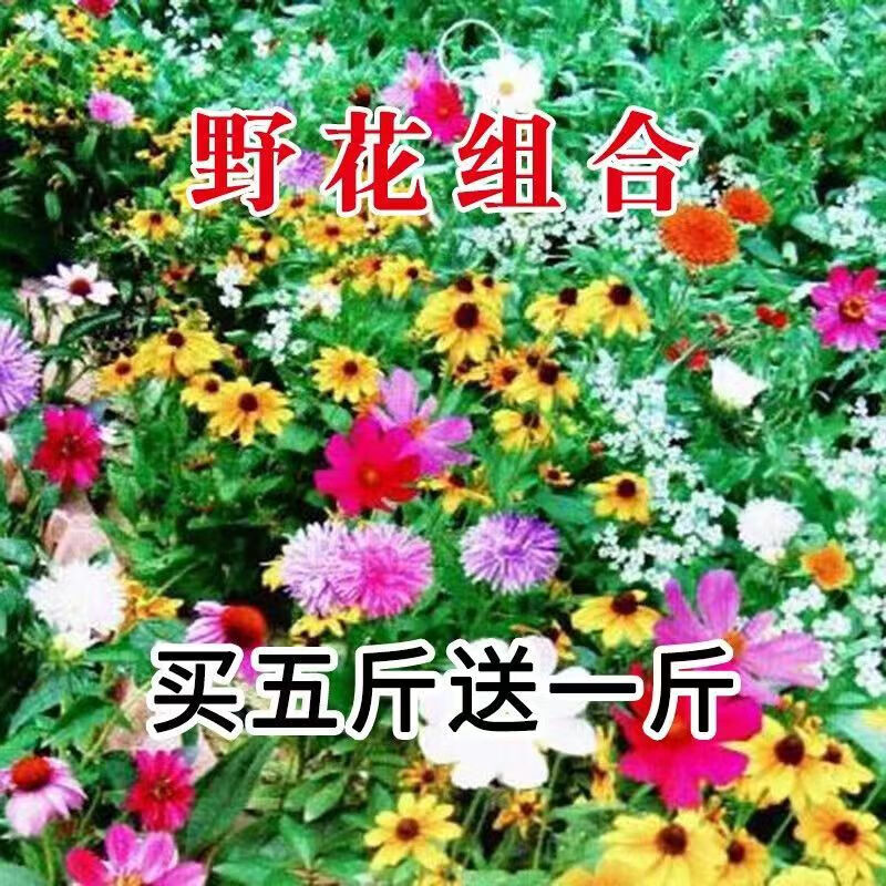 梦族园林四季开花高杆格桑花菊花种子阳台花海百日草牵牛花虞美人野花组合 野花组合种子2000粒