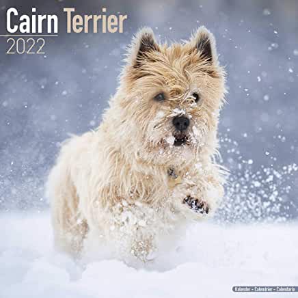 预订cairn terrier 2022 wall calendar