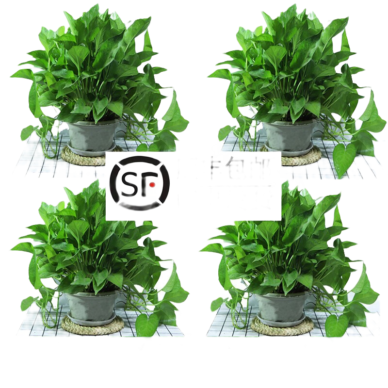 ڰ칫ֲҶֲ辰ˮ һװ21衿