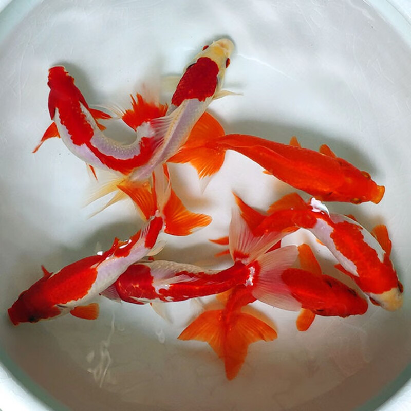 易萌 金鱼活体日本和金鱼观赏鱼冷水鱼易养活淡水小金鱼活鱼 日本和金