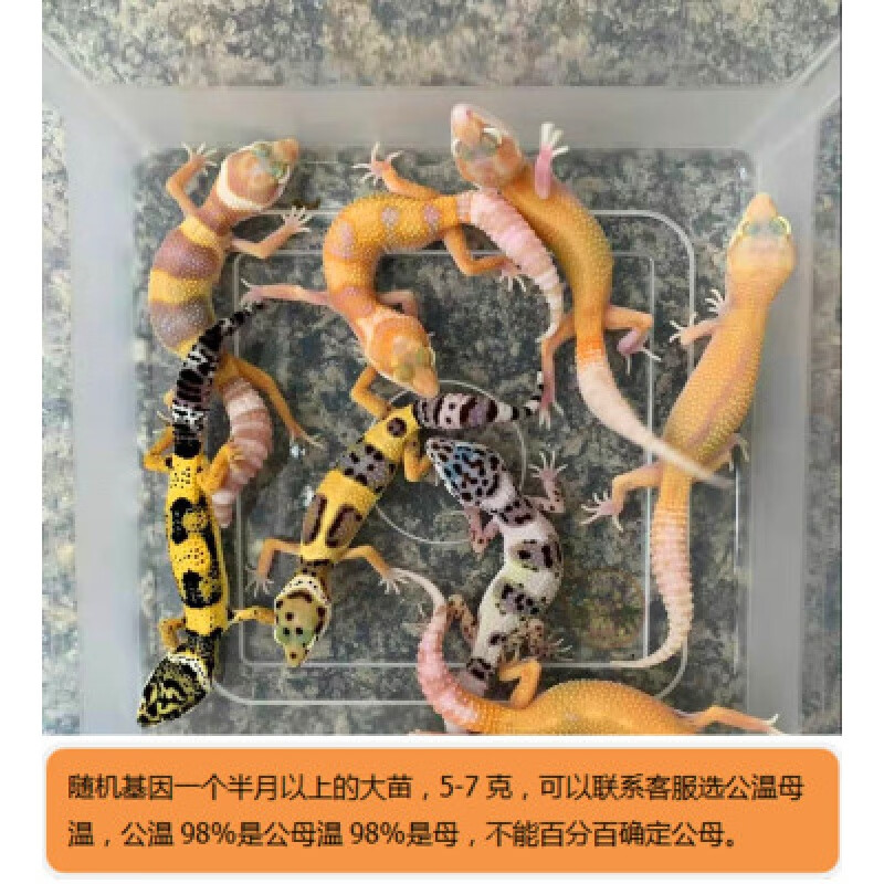 豹纹守宫幼体入门级宠物蜥蜴活体稀有小型活物爬宠可爱温顺不咬人