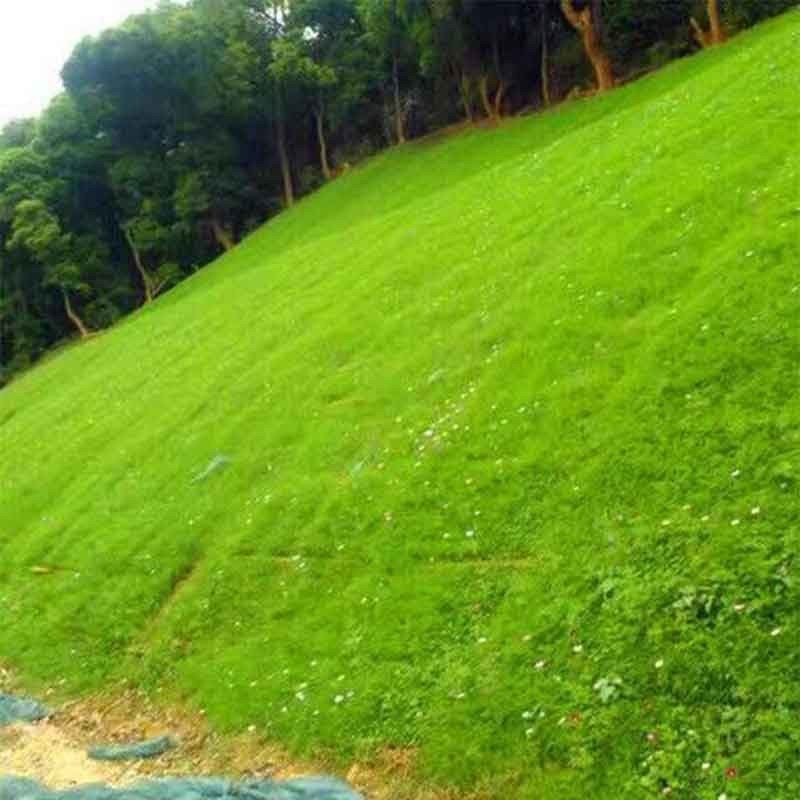 卓天(zhuotian)绿化矮生草坪种子免修剪草坪草籽护坡草皮种籽四季庭院