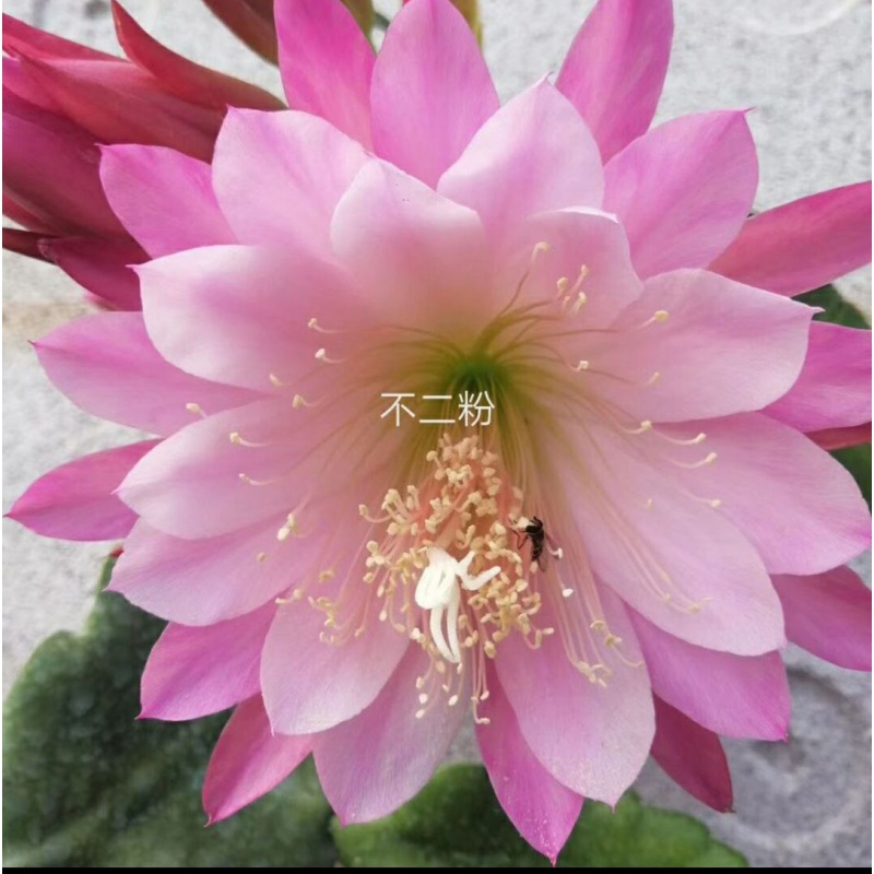 阑兮阁令箭荷花昙花大花重瓣品种带根苗花卉绿植盆栽 不二粉10到15