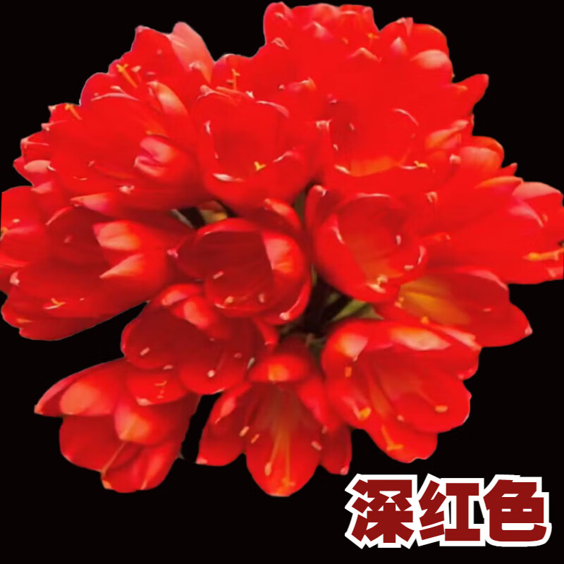 文静花坊花姬 3号东北名贵君子兰麒麟珍珠王麻脸盆栽宽短叶圆头绿植