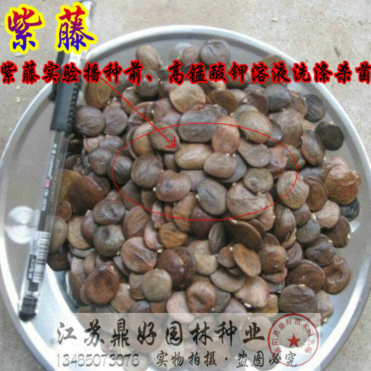 滕种子攀援紫滕树苗种籽子多花藤萝攀爬墙四季垂吊走廊花架 紫藤25粒