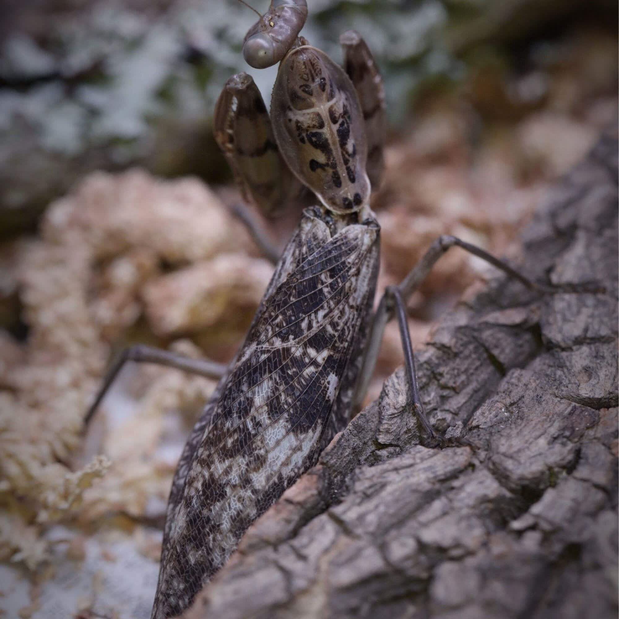 穗桓螳螂现货中华大刀螳螂幼体个性爬宠爬虫昆虫兰花刺花 短背斧4龄买