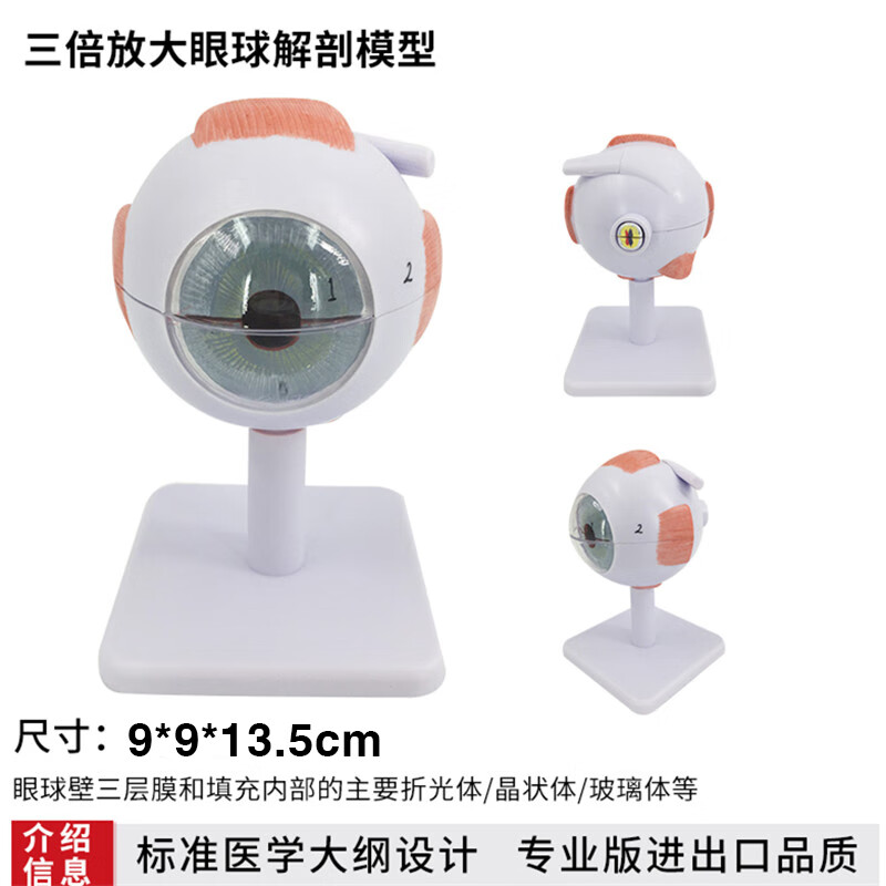 绿野客眼球模型diy人体眼球模型 6倍放大眼球模型 五