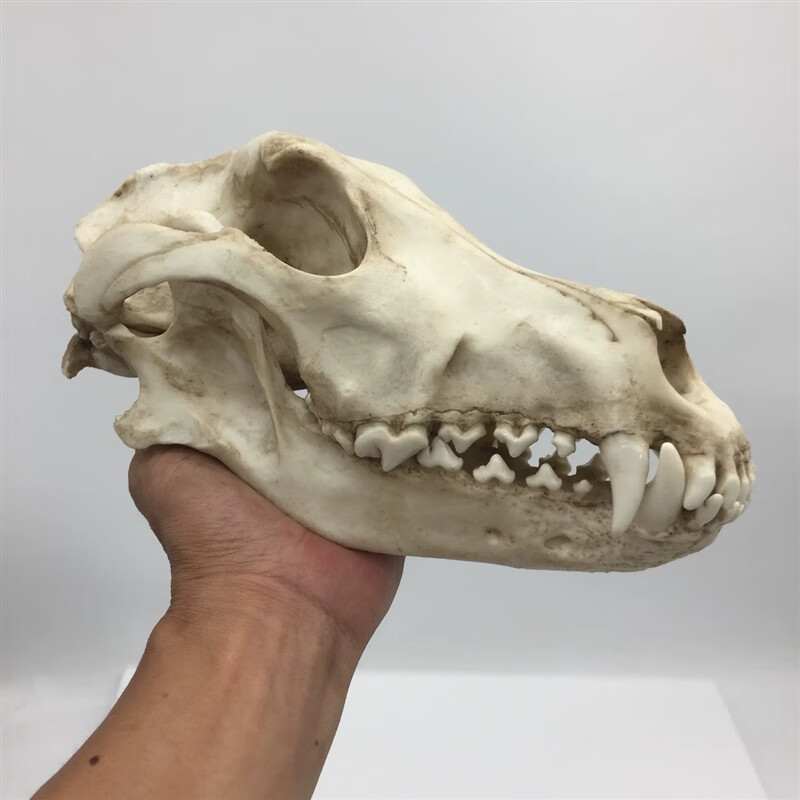 仿真动物狼头骨模型标本化石绘画教学素描参考收藏造景 狼头骨骨头色