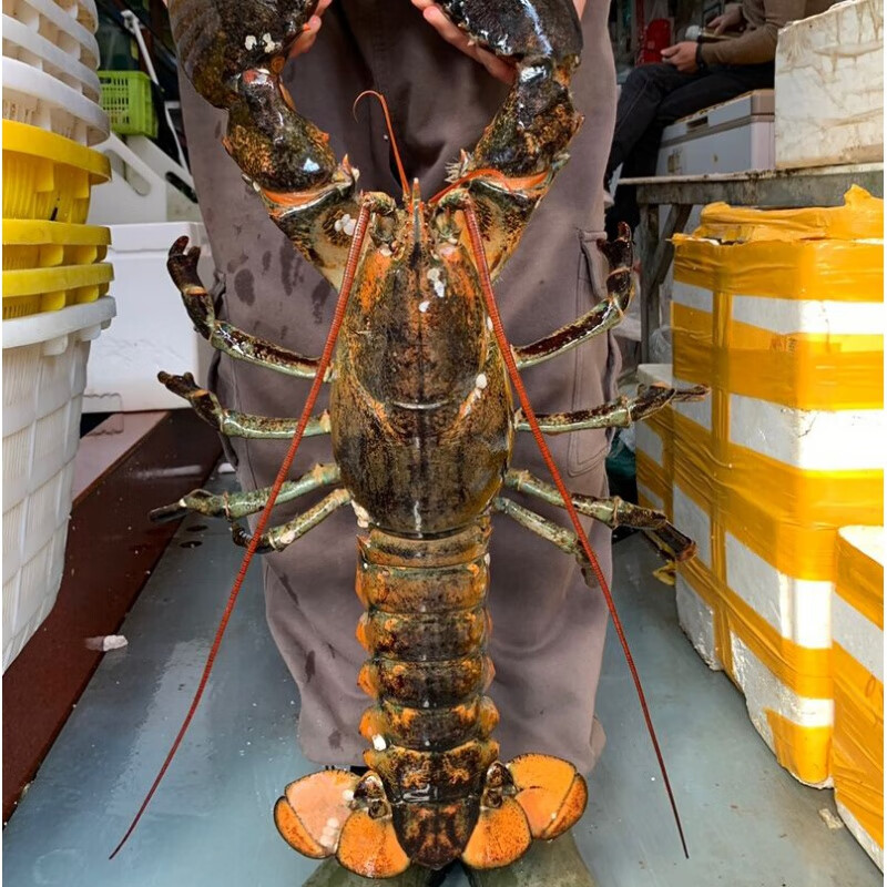 波龙波士顿龙虾特大1斤-10斤澳龙波士顿大龙虾新鲜活龙虾 波士顿大