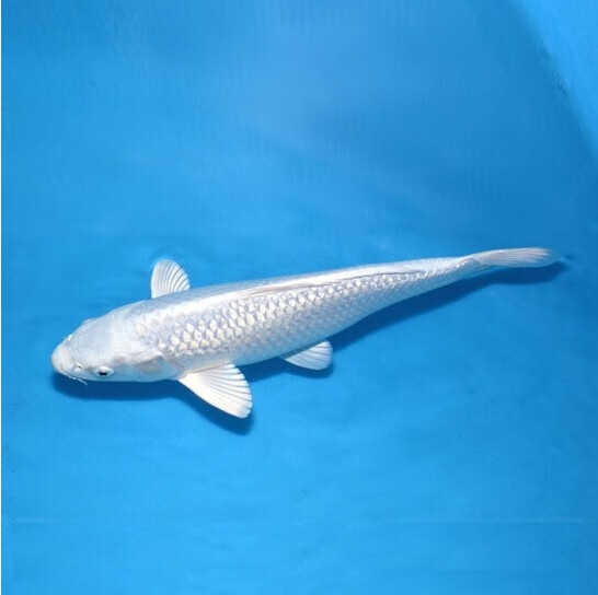 纯种锦鲤活体白金锦鲤 白银 银色锦鲤观赏鱼冷水鱼活体淡水 纯种白金