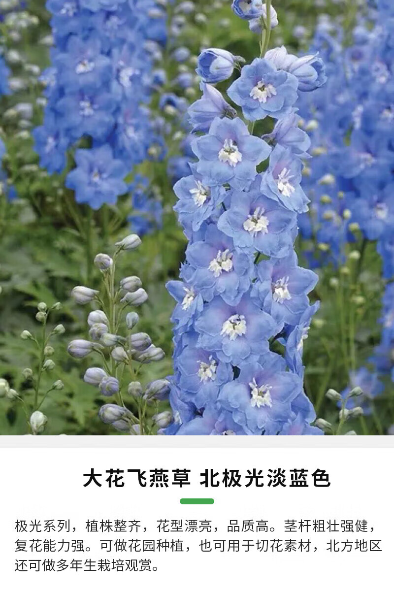 草盆栽苗花园庭院花境盆栽地栽多年生草本植物花卉 北极光淡蓝色1加仑