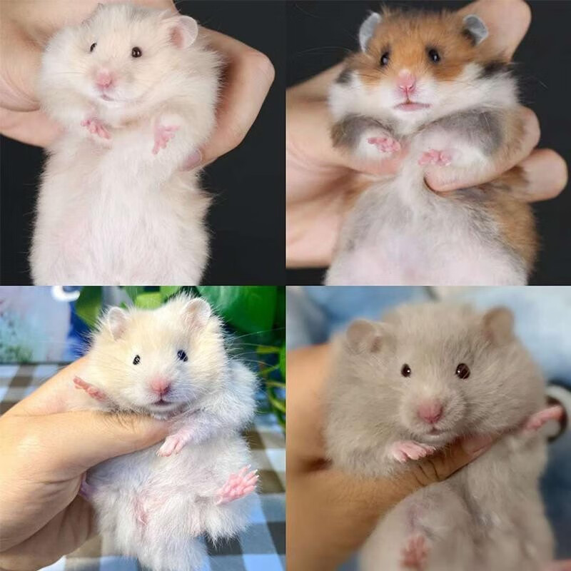 异宠活体历史价格查询软件|异宠活体价格历史