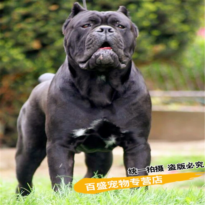 北京犬舍 出售意大利护卫犬 卡斯罗犬幼犬纯种 活体宠物狗 sss级