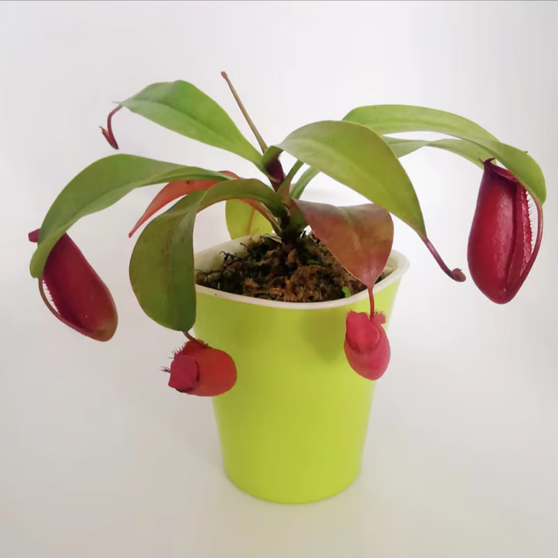 红玛丽【猪笼草】