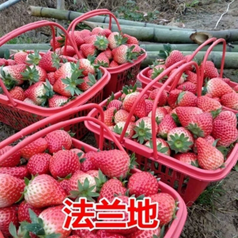 草莓苗盆栽四季结果红颜四季草莓苗阳台室内种植 法兰地【秋冬结果】