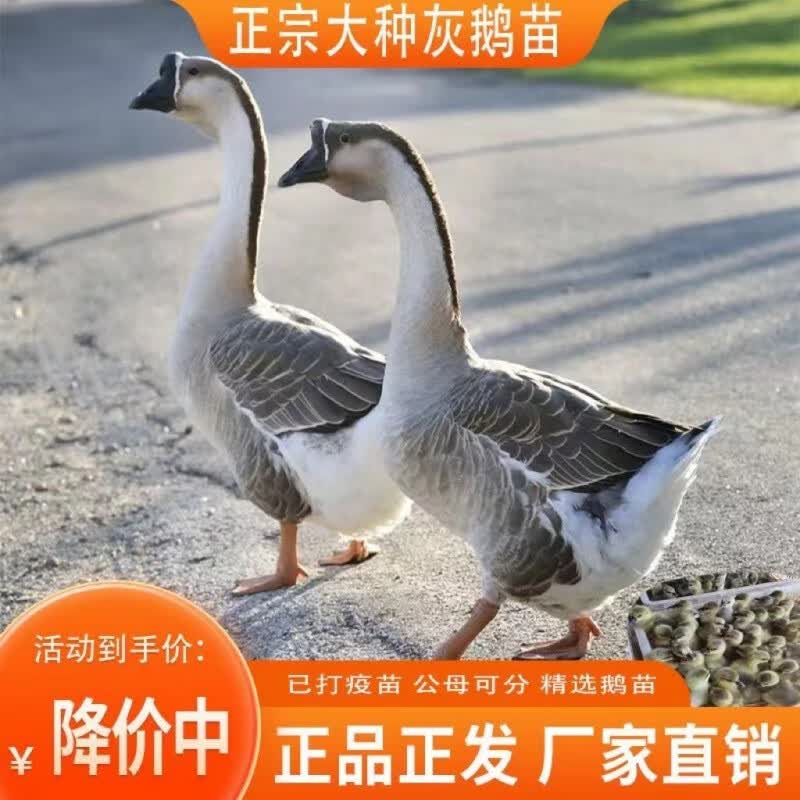 苗大种狮头鹅脱温散养马岗鹅活的大鹅灰雁鹅 一斤雁鹅5只(公母备注)