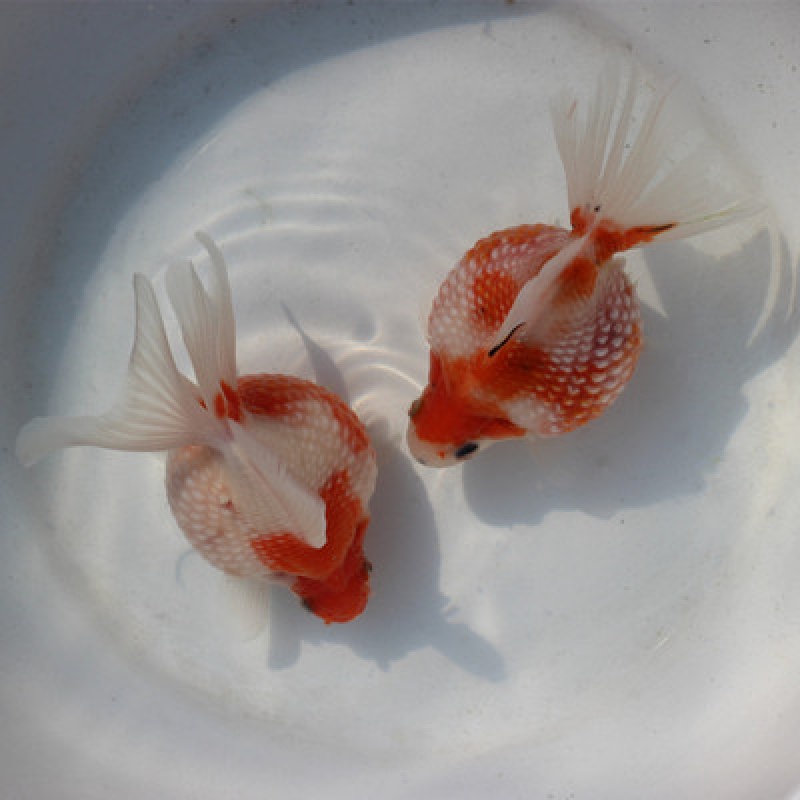 kjhgf赛级兰寿金鱼活体精品观赏鱼冷淡水娃娃脸水族宠物鱼兰寿活鱼